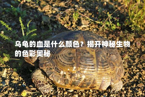 乌龟的血是什么颜色？揭开神秘生物的色彩奥秘