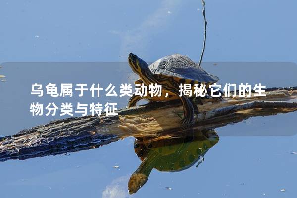 乌龟属于什么类动物，揭秘它们的生物分类与特征