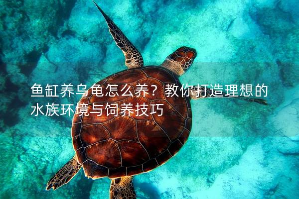 鱼缸养乌龟怎么养？教你打造理想的水族环境与饲养技巧