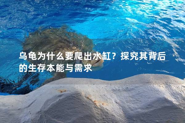 乌龟为什么要爬出水缸？探究其背后的生存本能与需求