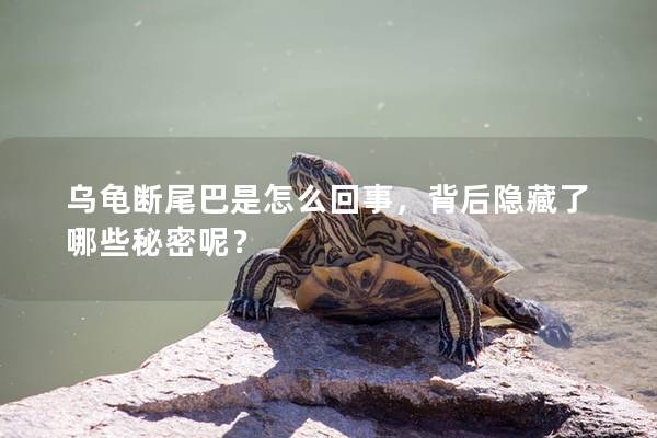 乌龟断尾巴是怎么回事，背后隐藏了哪些秘密呢？