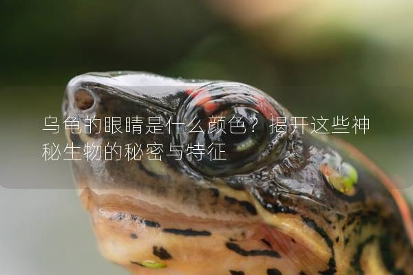 乌龟的眼睛是什么颜色？揭开这些神秘生物的秘密与特征