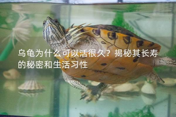 乌龟为什么可以活很久？揭秘其长寿的秘密和生活习性