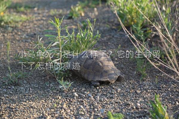 小乌龟死了是什么样子？它的生命留下了怎样的痕迹