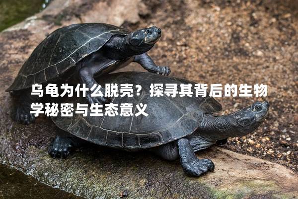 乌龟为什么脱壳？探寻其背后的生物学秘密与生态意义