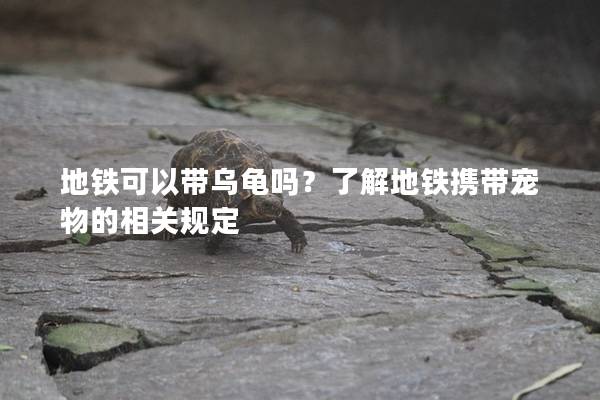 地铁可以带乌龟吗？了解地铁携带宠物的相关规定