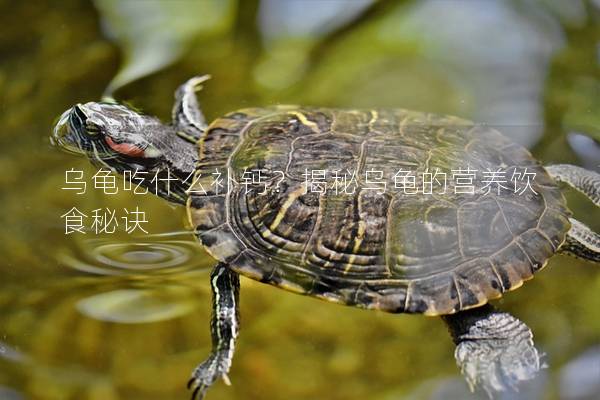 乌龟吃什么补钙？揭秘乌龟的营养饮食秘诀