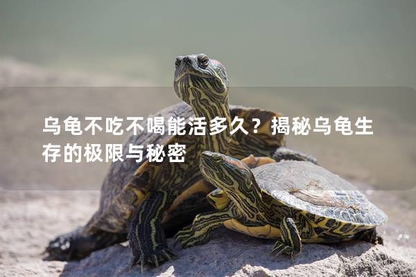 乌龟不吃不喝能活多久？揭秘乌龟生存的极限与秘密