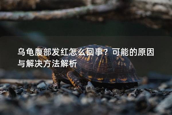 乌龟腹部发红怎么回事？可能的原因与解决方法解析