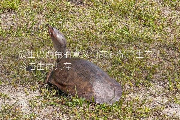 放生巴西龟的意义何在？保护生态，珍惜生命共存