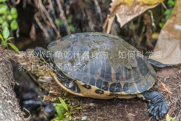 家养小乌龟吃什么食物，如何科学喂养让它健康成长？