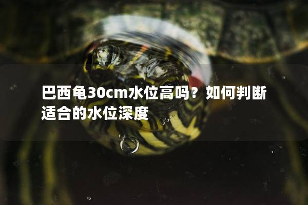 巴西龟30cm水位高吗？如何判断适合的水位深度