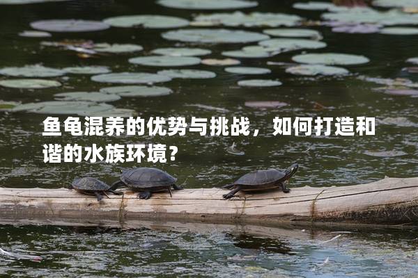 鱼龟混养的优势与挑战，如何打造和谐的水族环境？