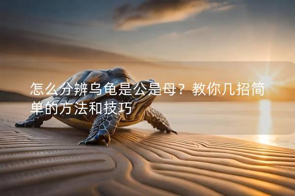 怎么分辨乌龟是公是母？教你几招简单的方法和技巧