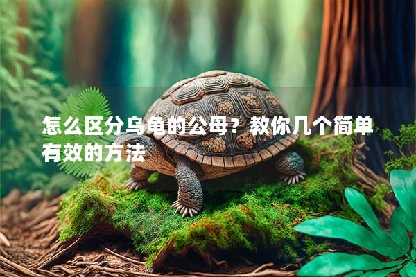 怎么区分乌龟的公母？教你几个简单有效的方法