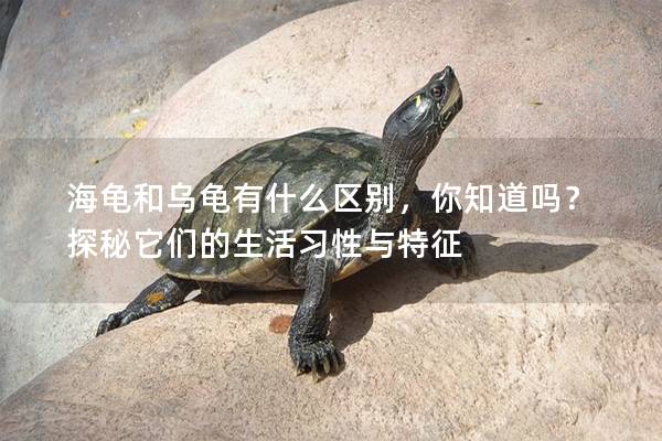 海龟和乌龟有什么区别，你知道吗？探秘它们的生活习性与特征