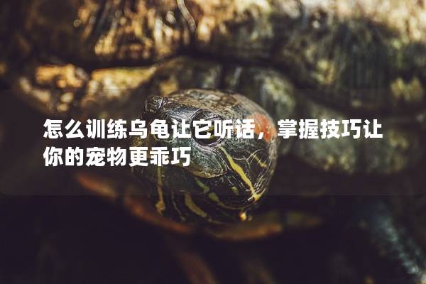 怎么训练乌龟让它听话，掌握技巧让你的宠物更乖巧